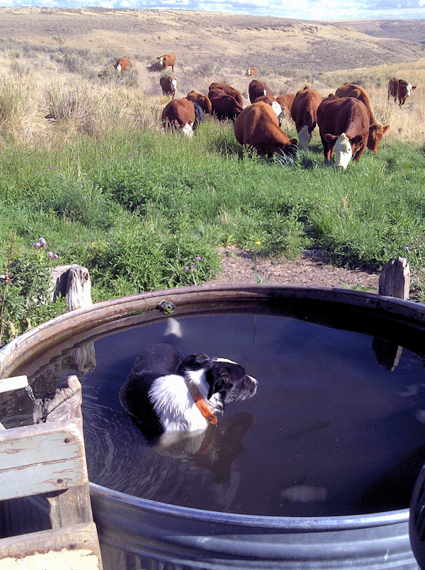 Bandit Stock Tank