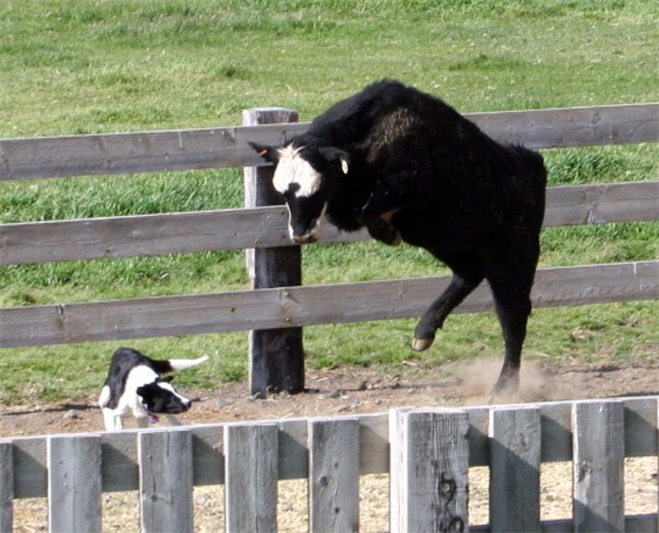 Bandit 1 Bandit 1