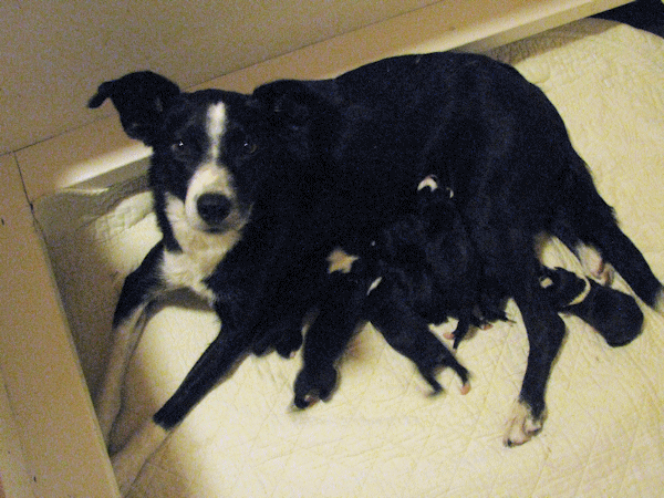 MIA AND PUPPIES MIA AND PUPPIES