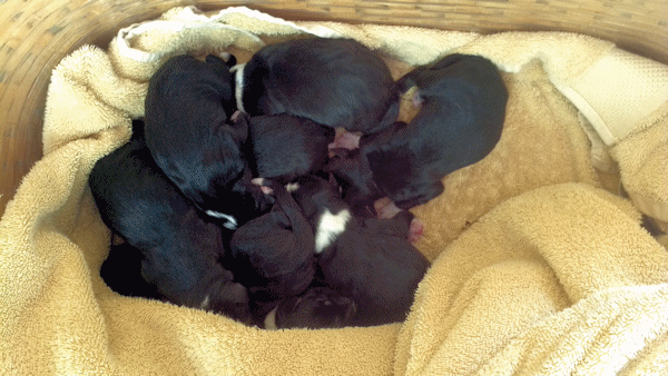 PUP BASKET PUP BASKET