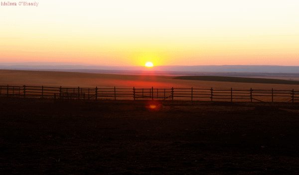 Sunset Corral