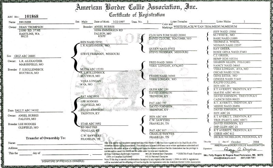 Bruiser pedigree